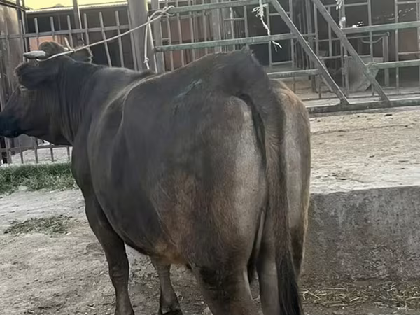 Cow, Cattle