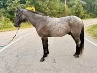 Horse (M), Brandenburger — photo 4
