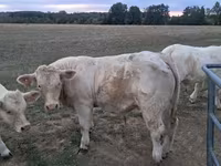 सांड, Charolais cattle — फ़ोटो 1