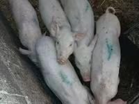Sow, Pigs — photo 1