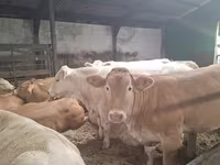 Krowa, Blonde d’Aquitane cattle — zdjęcie 2
