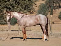 Koń, National Show Horse — zdjęcie 6