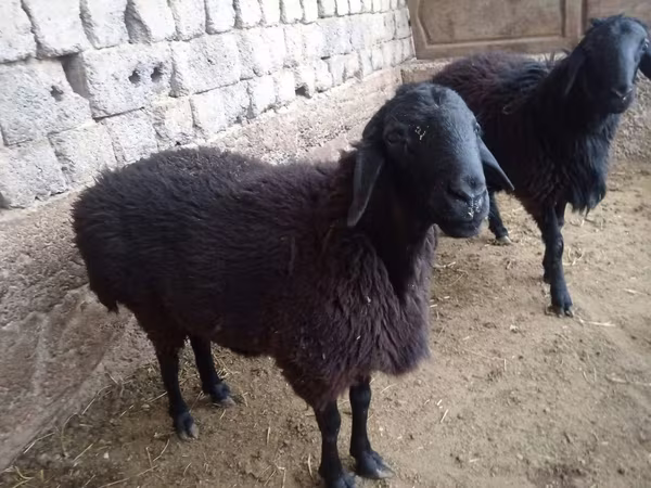 公羊, Sheep