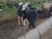 Cow, Holstein breed — photo 3
