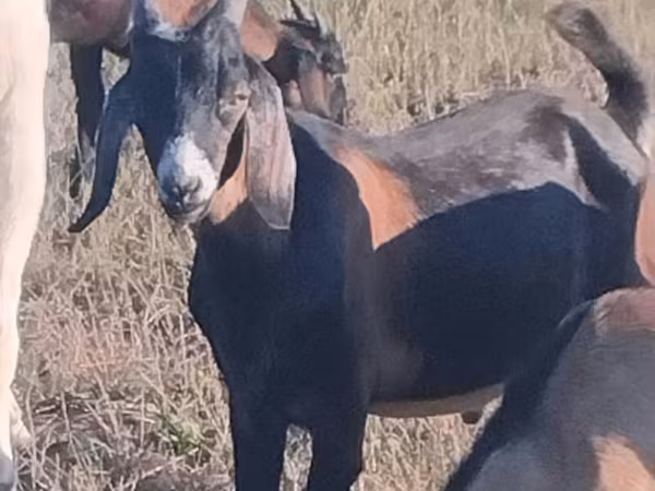Kozioł, Nubian Goat