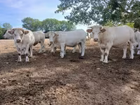 Cow, Charolais cattle — photo 7