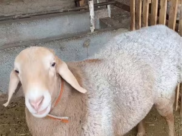 公羊, Sheep