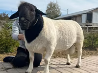 公羊, Dorper sheep — 照片 4