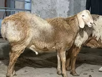 मेढ़ा, भेड़ — फ़ोटो 1