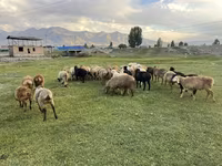 母羊, Merino sheep — 照片 2