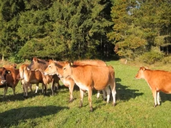 نژاد جرسی