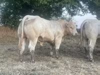 Bull, Charolais cattle — photo 1