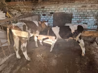 公牛, Cattle — 照片 1