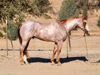 Koń, National Show Horse — zdjęcie 8