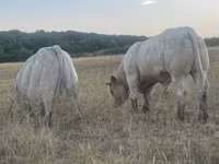 Bull, Charolais cattle — photo 7