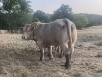 Bull, Charolais cattle — photo 2