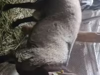 公羊, Rhon sheep — 照片 1