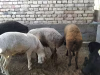 Baran, Owce — zdjęcie 2