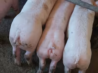 Knur, Świnie — zdjęcie 1