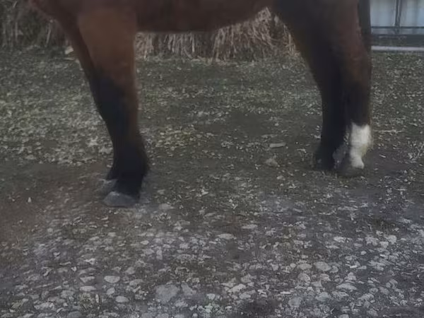 Koń, Konie