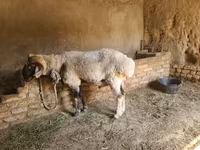 公羊, Rhon sheep — 照片 5