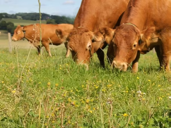 Limousin cow