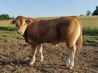 Bull, Limousin cow — photo 3