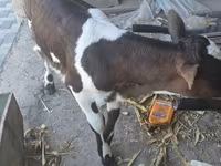 Vaca, Ganado vacuno — foto 3