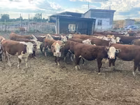Vaca, Swiss cattle — foto 4