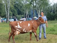 Krowa, Rasa holsztyńska — zdjęcie 8