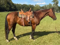 Yegua, Quarter Horse — foto 1