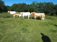 Bull, Blonde d’Aquitane cattle — photo 6