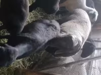 公羊, Rhon sheep — 照片 3