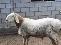 公羊, Arashan sheep — 照片 1