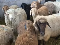母羊, Tian-Shan semifinewool sheep — 照片 7