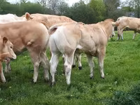 Bull, Blonde d’Aquitane cattle — photo 2