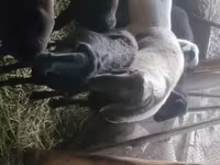 公羊, Rhon sheep — 照片 6