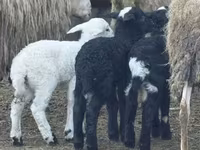 Schaf, Katum sheep — Foto 2