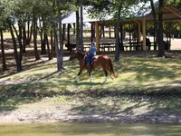 Mare, Horses — photo 7