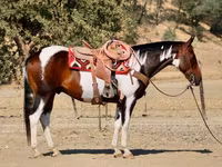 Koń, National Show Horse — zdjęcie 4