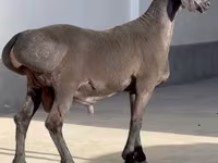 公羊, Sheep — 照片 3