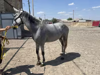 घोड़ी, Orlov Trotter — फ़ोटो 1