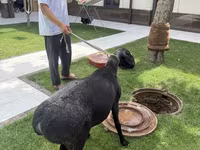 公羊, Sheep — 照片 2