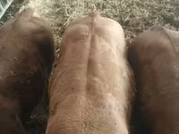 Bull, Limousin cow — photo 3
