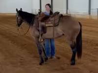 घोड़ी, Quarter Horse — फ़ोटो 7