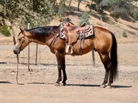 Caballo, Quarter Horse — foto 5