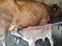 Krowa, Red Estonian cattle — zdjęcie 4