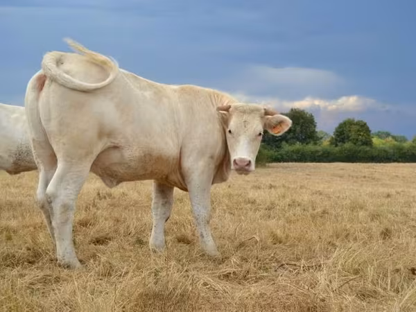 Cow, Charolais cattle