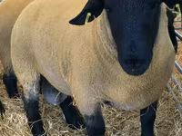 公羊, Dorper sheep — 照片 1