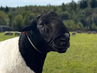 公羊, Dorper sheep — 照片 1